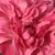 Rózsaszín - Virágágyi polianta rózsa - Ingrid Stenzig